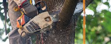 Best Lawn Maintenance Plans  in San Marino, CA