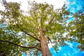 Best Tree and Shrub Care  in San Marino, CA