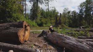 Best Utility Line Clearance  in San Marino, CA
