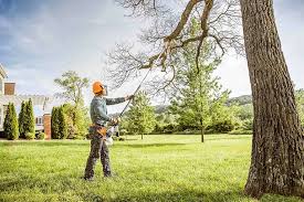 Best Tree Preservation Services  in San Marino, CA