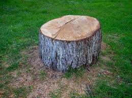  San Marino, CA Tree Care Pros
