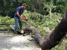 How Our Tree Care Process Works  in  San Marino, CA