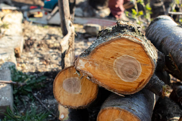 Best Aeration Services  in San Marino, CA