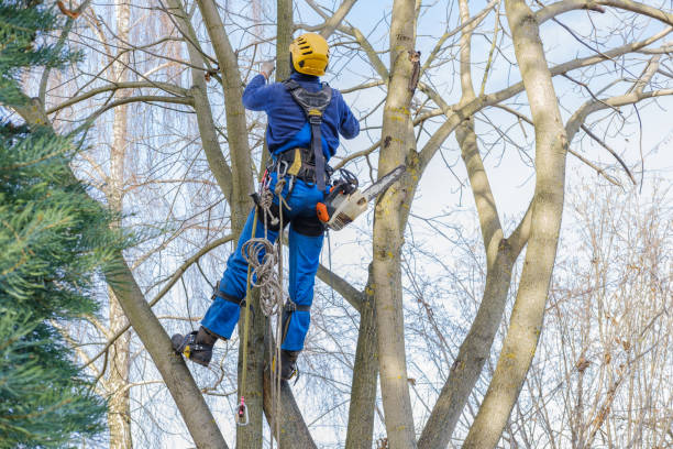 Best Tree Cabling and Bracing  in San Marino, CA