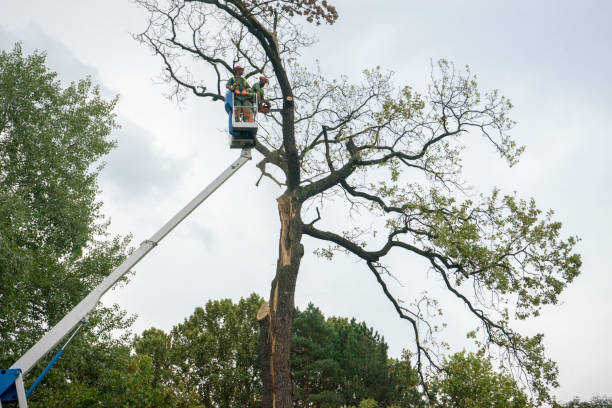 Best Palm Tree Trimming  in San Marino, CA