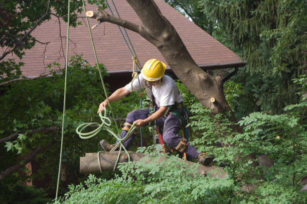 Best Stump Grinding and Removal  in San Marino, CA