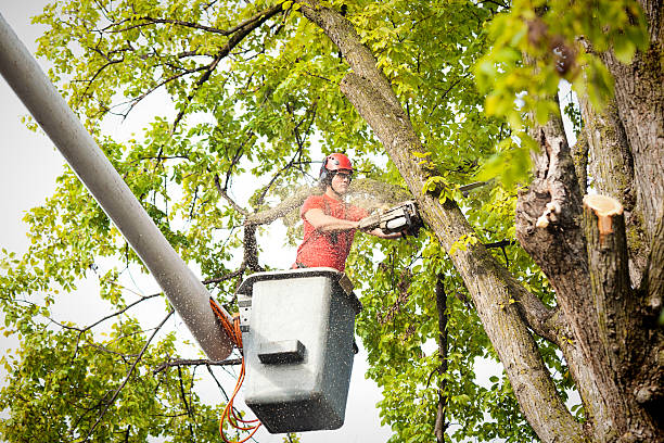 Best Hazardous Tree Removal  in San Marino, CA