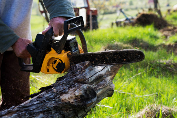 Best Pest Control for Lawns  in San Marino, CA