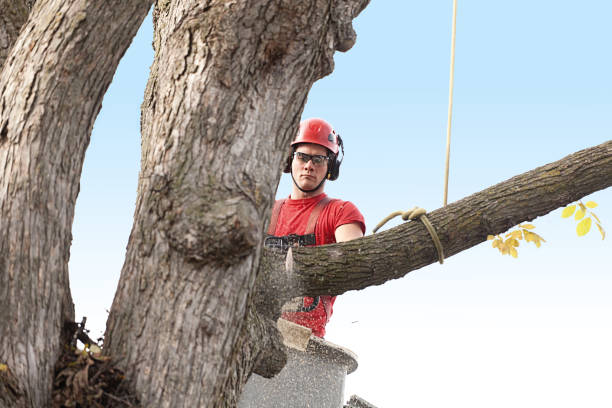 Best Storm Damage Tree Cleanup  in San Marino, CA