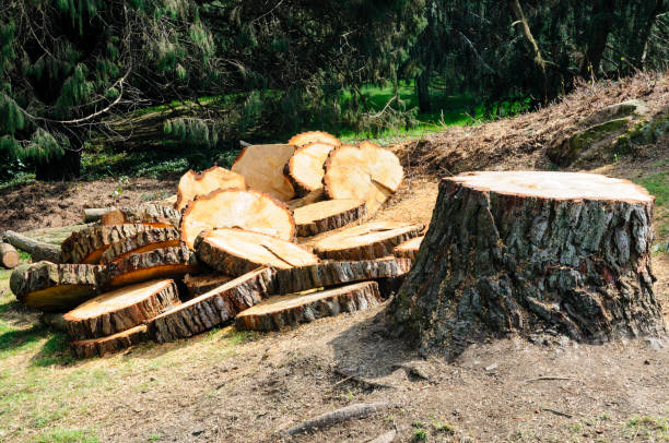 Best Commercial Tree Services  in San Marino, CA